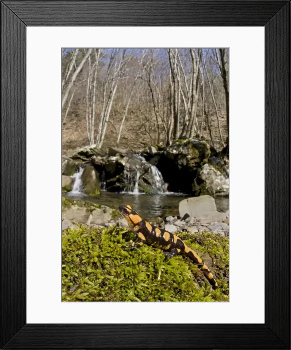 Framed Print : Fire Salamander - young in habitat - Italy Framed Print : Fire Salamander - young in habitat - Italy