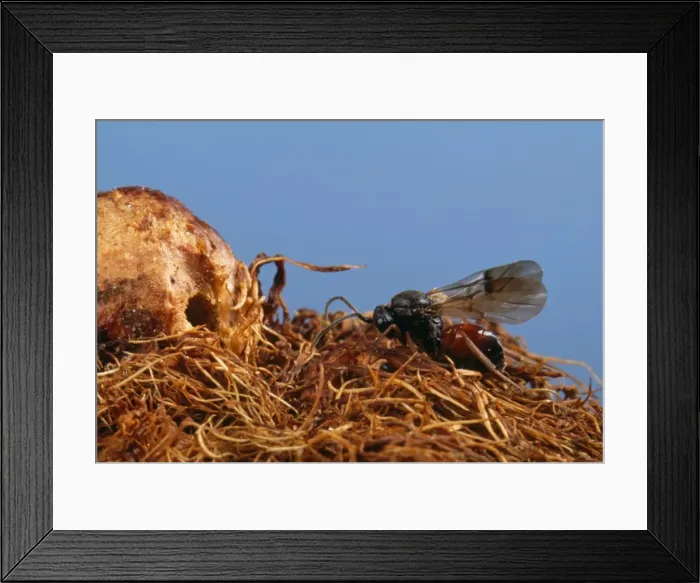 Framed Print : Gall Wasp - adult leaving gall on wild rose plant - Europe Framed Print : Gall Wasp - adult leaving gall on wild rose plant - Europe