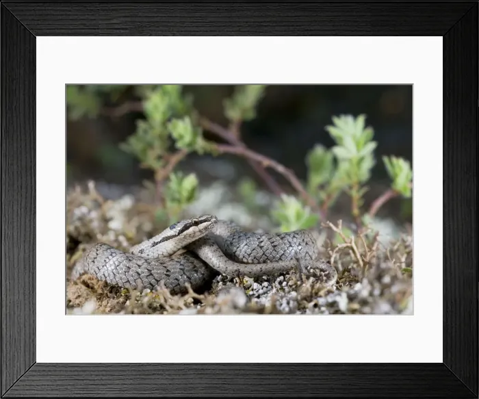 Framed Print : Smooth Snake - Italy Framed Print : Smooth Snake - Italy