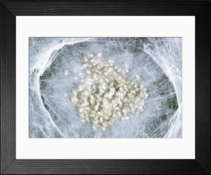 Framed Print : House Spider, Spiderlings - in web Framed Print : House Spider, Spiderlings - in web