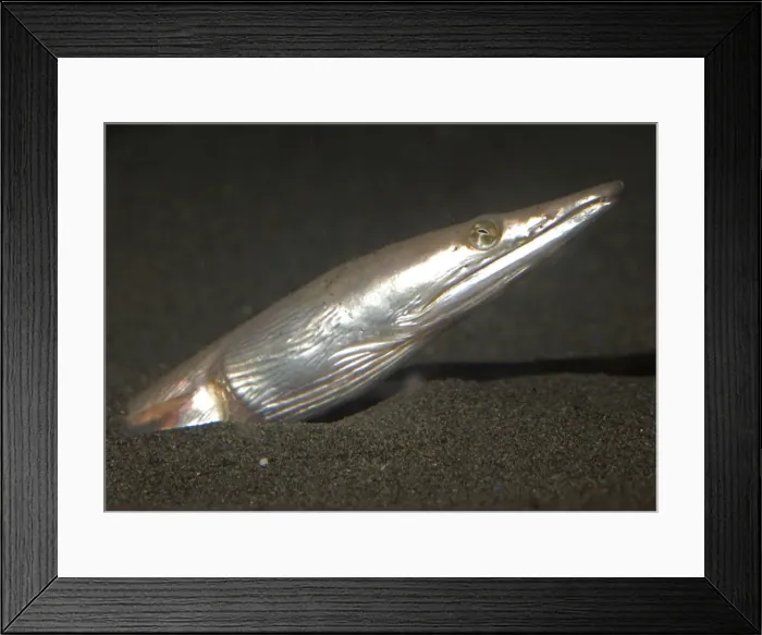 Framed Print : Longbilled Snake Eel, west Pacific and Atlantic Oceans Framed Print : Longbilled Snake Eel, west Pacific and Atlantic Oceans
