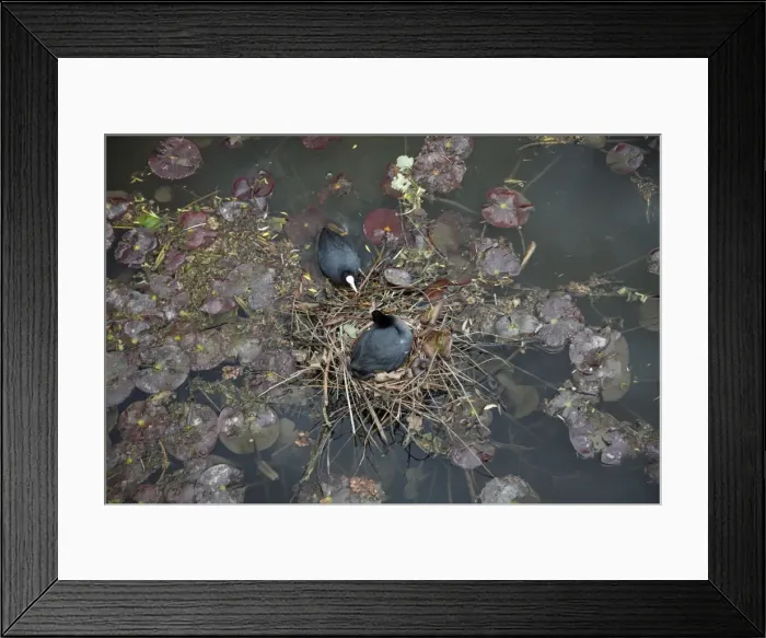 Framed Print : Coot - pair at nest on lake - Hessen - Germany