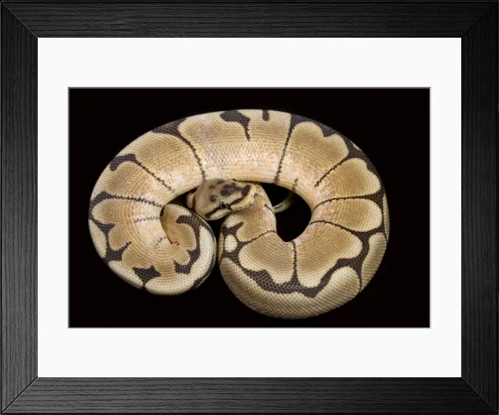 Framed Print : Royal / Ball Python - “Spider” Pastel mutation - Africa Framed Print : Royal / Ball Python - “Spider” Pastel mutation - Africa