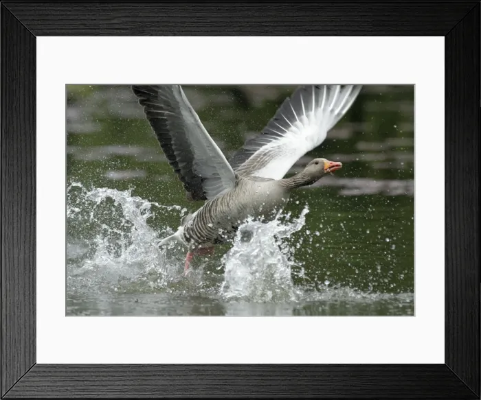 Framed Print : Greylag Goose - taking off from lake - Hessen - Germany Framed Print : Greylag Goose - taking off from lake - Hessen - Germany