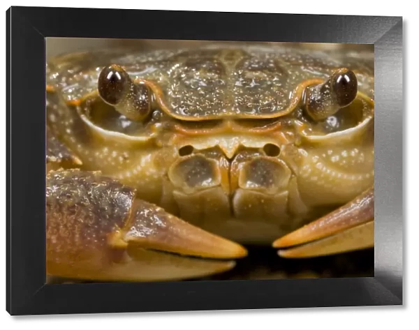 Freshwater Crab - head close up - Italy
