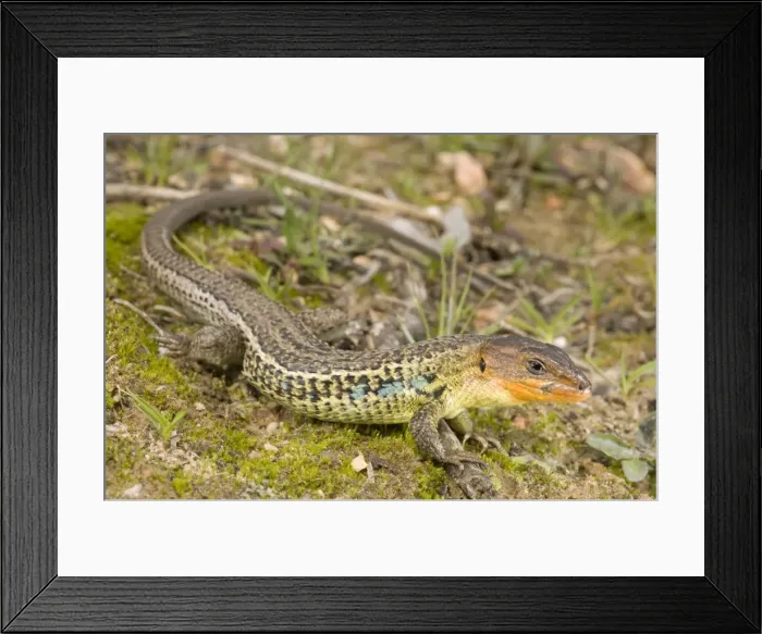 Framed Print : Large Psammodromus - male - Andalucia - Huelva - Spain