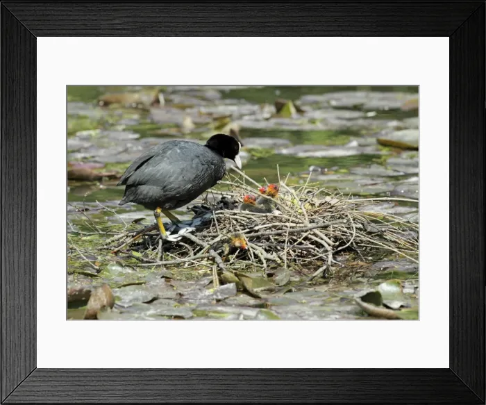 Framed Print : Coot - parent at nest tending chicks - Hessen - Germany Framed Print : Coot - parent at nest tending chicks - Hessen - Germany