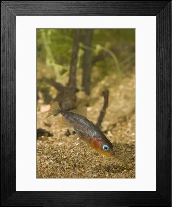 Framed Print : Three-spined Stickleback - nest building Framed Print : Three-spined Stickleback - nest building