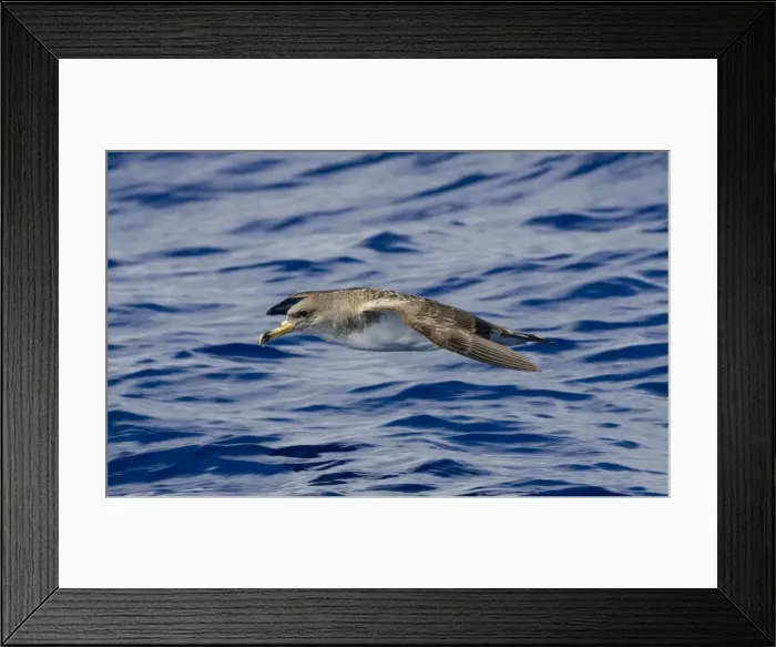 Framed Print : Cory's Shearwater - in flight over the sea - Madeira - September Framed Print : Cory's Shearwater - in flight over the sea - Madeira - September