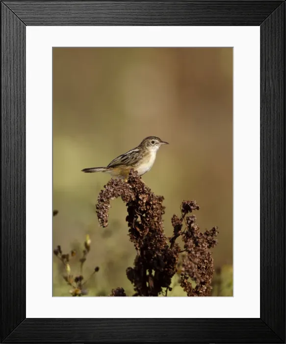 Framed Print : Zitting Cisticola / Streaked Fan-tailed Warbler - Andalucia - Spain - September Framed Print : Zitting Cisticola / Streaked Fan-tailed Warbler - Andalucia - Spain - September