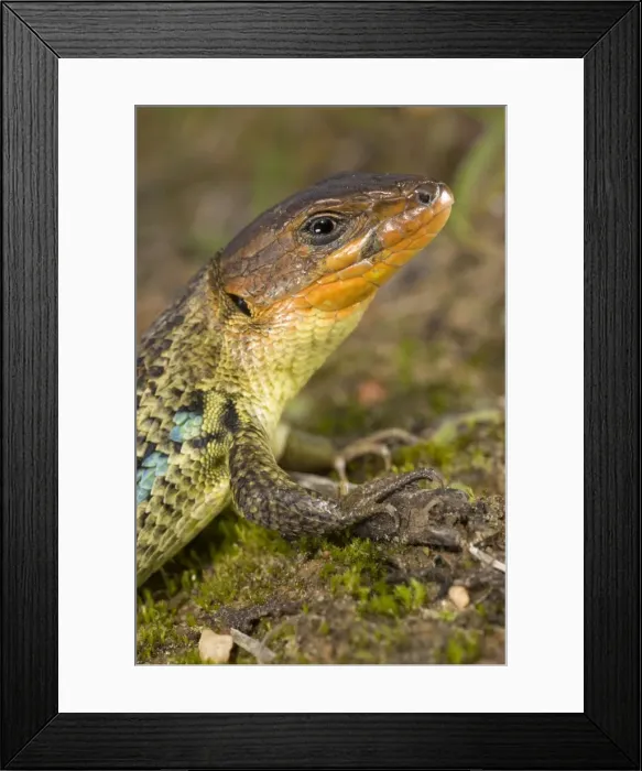 Framed Print : Large Psammodromus - close-up - male - Andalucia - Huelva - Spain Framed Print : Large Psammodromus - close-up - male - Andalucia - Huelva - Spain