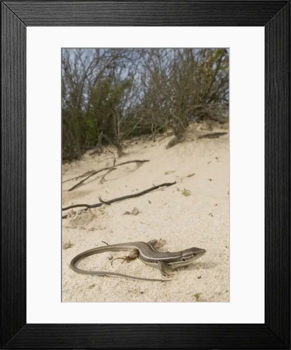 Framed Print : Large Psammodromus - in habitat - Spain - Donana National Park Framed Print : Large Psammodromus - in habitat - Spain - Donana National Park
