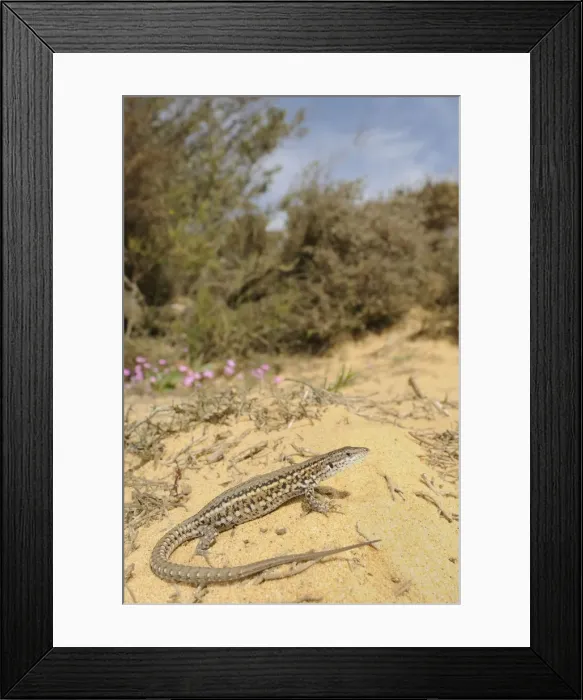 Framed Print : Carbonell's Wall Lizard - female - in habitats - Donana National Park - Andalucia - Spain Framed Print : Carbonell's Wall Lizard - female - in habitats - Donana National Park - Andalucia - Spain