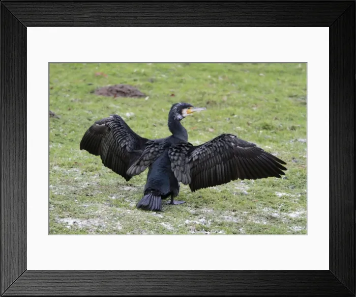 Framed Print : Cormorant - resting on river bank stretching and drying its wings - Lower Saxony - Germany Framed Print : Cormorant - resting on river bank stretching and drying its wings - Lower Saxony - Germany