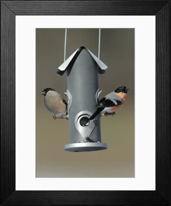 Framed Print : Bullfinch - male and female at feeding station in garden - Lower Saxony - Germany