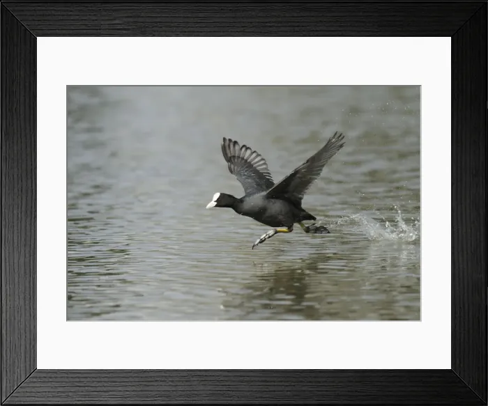 Framed Print : Coot - running across surface of lake - Hessen - Germany Framed Print : Coot - running across surface of lake - Hessen - Germany