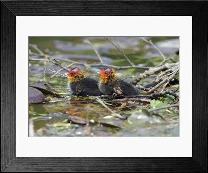 Framed Print : Coot - two chicks at nest edge - Hessen - Germany Framed Print : Coot - two chicks at nest edge - Hessen - Germany