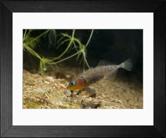 Framed Print : Three-spined Stickleback - male guarding its eggs Framed Print : Three-spined Stickleback - male guarding its eggs