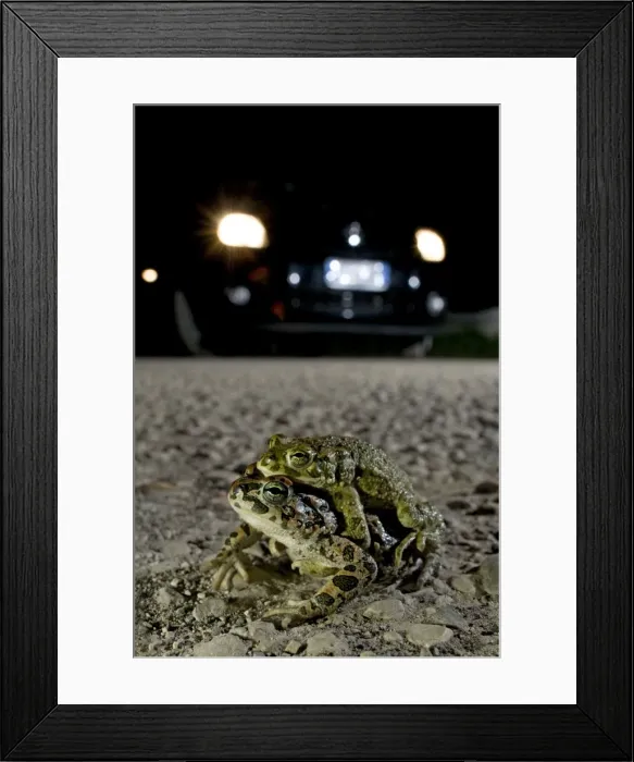 Framed Print : Green Toad - mating on the road - Italy Framed Print : Green Toad - mating on the road - Italy