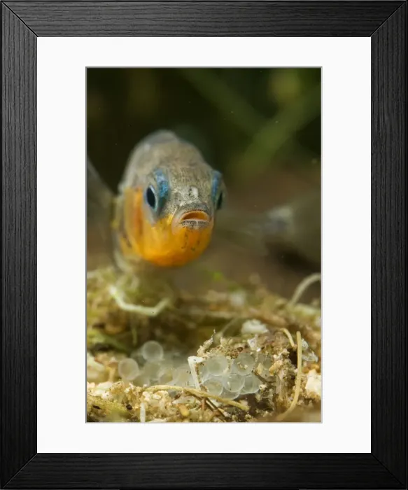 Framed Print : Three-spined Stickleback - male guarding its eggs