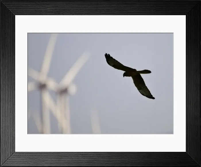 Framed Print : Montagu's Harrier - juvenile hunting for food amongst wind turbines - Tarifa - Andalucia - Spain - September