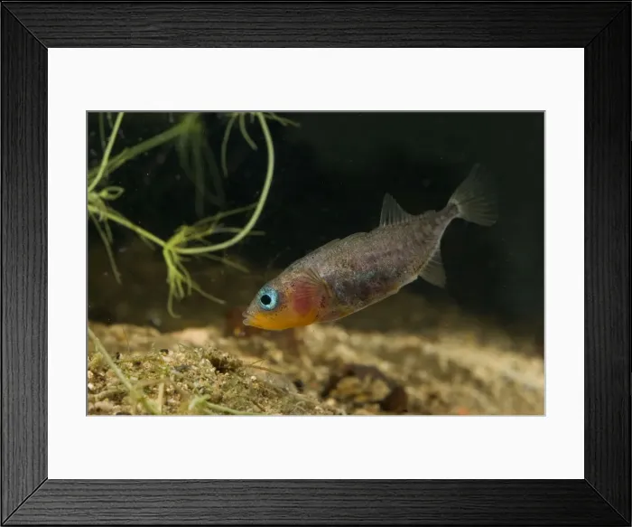 Framed Print : Three-spined Stickleback - male guarding its eggs Framed Print : Three-spined Stickleback - male guarding its eggs