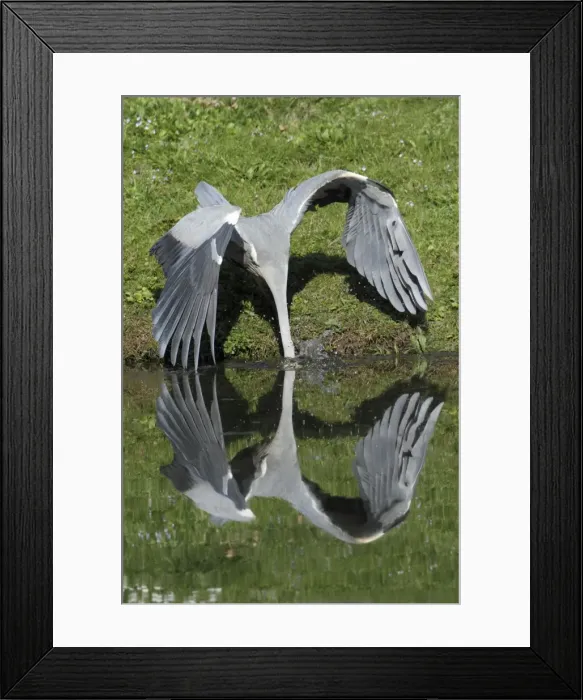 Framed Print : Grey Heron - plunging after fish in lake - Hessen - Germany Framed Print : Grey Heron - plunging after fish in lake - Hessen - Germany