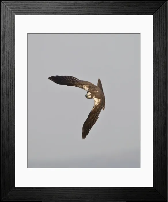 Framed Print : Marsh Harrier - hunting over fields - Tarifa - Andalucia - Spain - September Framed Print : Marsh Harrier - hunting over fields - Tarifa - Andalucia - Spain - September