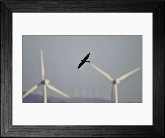 Framed Print : Montagu's Harrier - melanistic - hunting for food amongst wind turbines - Tarifa - Andalucia - Spain - September Framed Print : Montagu's Harrier - melanistic - hunting for food amongst wind turbines - Tarifa - Andalucia - Spain - September
