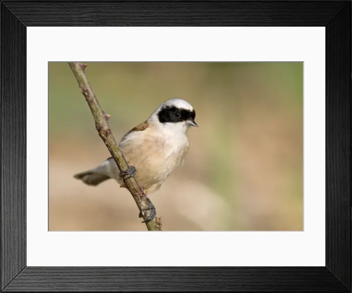 Framed Print : Penduline Tit - Italy Framed Print : Penduline Tit - Italy