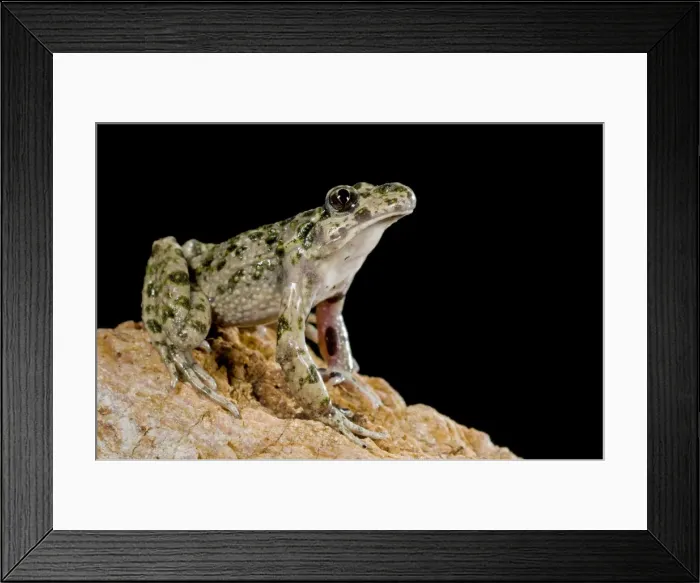 Framed Print : Parsley Frog - Ligury - Italy