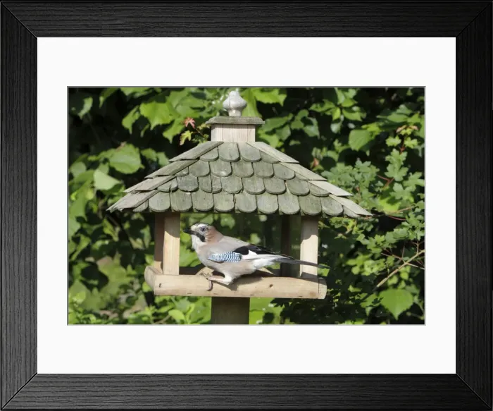 Framed Print : European Jay - at bird feeding station - Lower Saxony - Germany Framed Print : European Jay - at bird feeding station - Lower Saxony - Germany