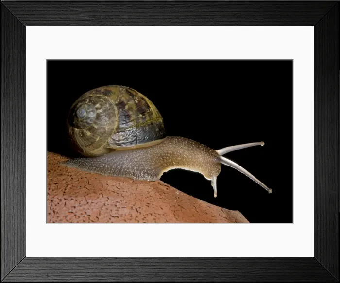 Framed Print : Garden Snail - Italy