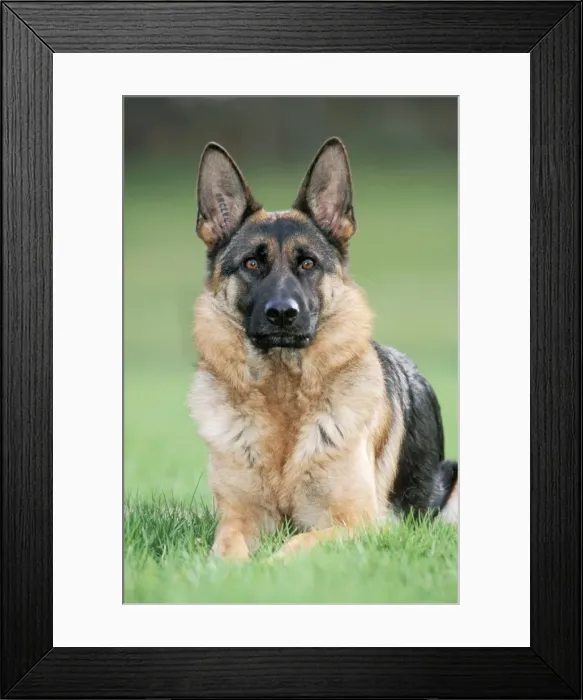 Framed Print : Dog - German Shepherd sitting on grass Framed Print : Dog - German Shepherd sitting on grass