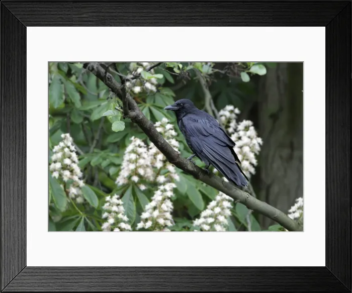 Framed Print : Carrion Crow - perched in flowering chestnut tree - Hessen - Germany Framed Print : Carrion Crow - perched in flowering chestnut tree - Hessen - Germany