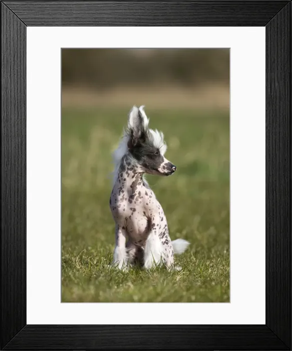 Framed Print : Dog - Chinese Crested Dog - in garden Framed Print : Dog - Chinese Crested Dog - in garden
