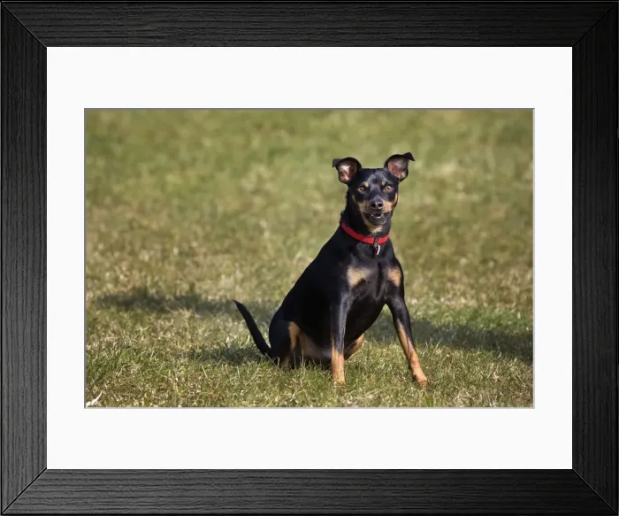 Framed Print : Dog - Manchester Terrier sitting in garden Framed Print : Dog - Manchester Terrier sitting in garden