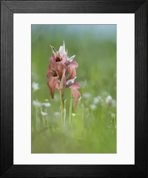 Framed Print : Scarce Tongue Orchid - Italy Framed Print : Scarce Tongue Orchid - Italy