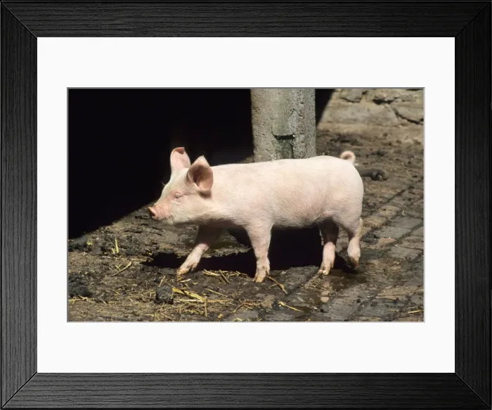 Framed Print : Pig - wandering around farm Framed Print : Pig - wandering around farm