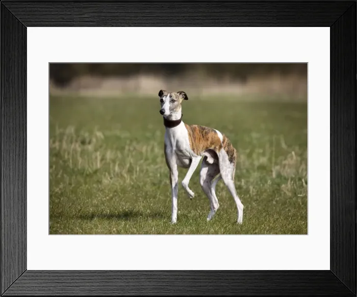 Framed Print : Dog - Whippet standing in garden Framed Print : Dog - Whippet standing in garden
