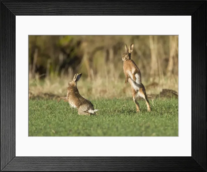 Framed Print : Brown Hares - boxing in field - Oxon - UK - February Framed Print : Brown Hares - boxing in field - Oxon - UK - February