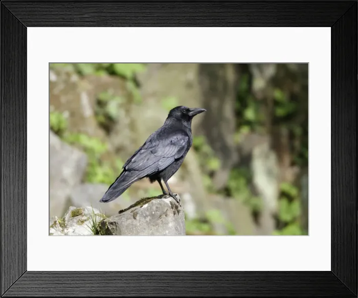 Framed Print : Carrion Crow - perched on rock - Hessen - Germany Framed Print : Carrion Crow - perched on rock - Hessen - Germany