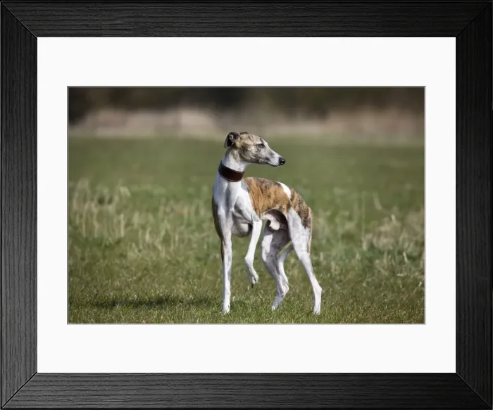 Framed Print : Dog - Whippet standing in garden Framed Print : Dog - Whippet standing in garden