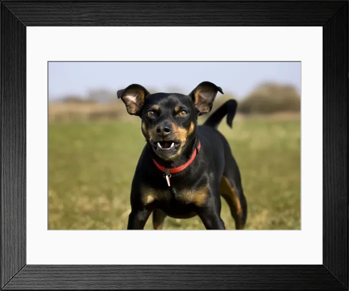 Framed Print : Dog - Manchester Terrier barking Framed Print : Dog - Manchester Terrier barking