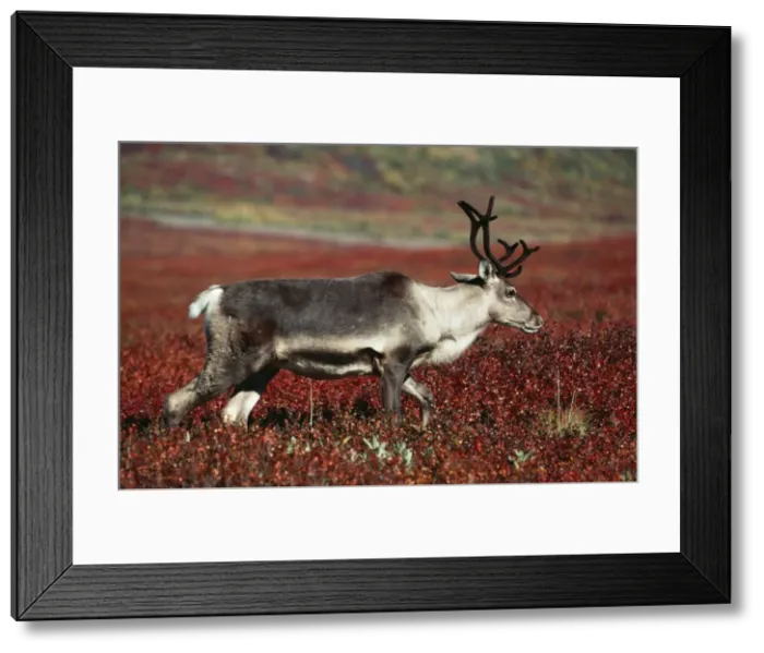 Framed Print : Reindeer / Barren Ground Caribou - female Framed Print : Reindeer / Barren Ground Caribou - female
