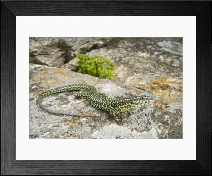 Framed Print : Tyrrhenian Wall Lizard - Corsica - France