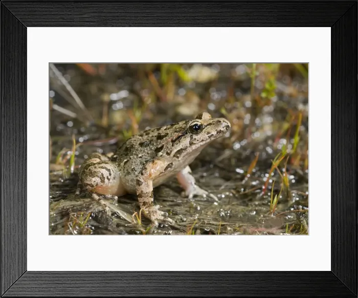 Framed Print : Tyrrhenian Painted Frog - female - sardo-corsican endemic - Corsica - France Framed Print : Tyrrhenian Painted Frog - female - sardo-corsican endemic - Corsica - France