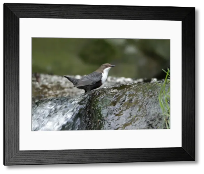 Framed Print : Dipper - perched at edge of waterfall - Hessen - Germany Framed Print : Dipper - perched at edge of waterfall - Hessen - Germany