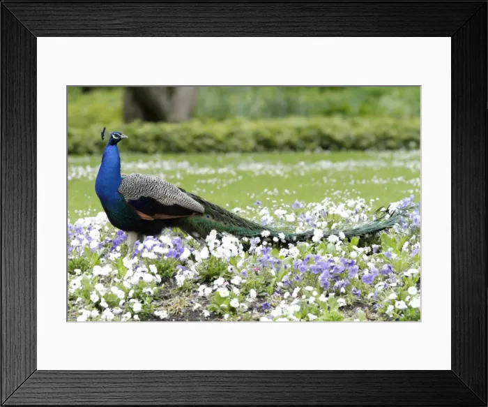 Framed Print : Peacock - male standing in bed of pansies - in park - Hessen - Germany Framed Print : Peacock - male standing in bed of pansies - in park - Hessen - Germany
