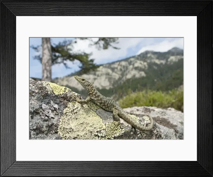 Framed Print : Bedriaga's Rock Lizard - female in mountain habitats - sardo-corsican endemic - Forest of Aitone - Corsica - France Framed Print : Bedriaga's Rock Lizard - female in mountain habitats - sardo-corsican endemic - Forest of Aitone - Corsica - France
